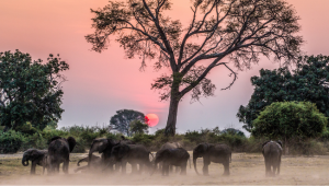 Ess�ncias da �frica Austral - Zimb�bue & �frica do Sul